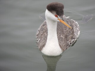 A western grebe swam right up to me