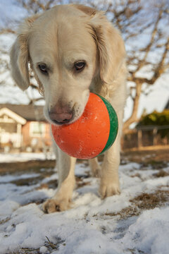  Eager Golden Retriever Puppy Inviting Playtime in Oslo, Norway