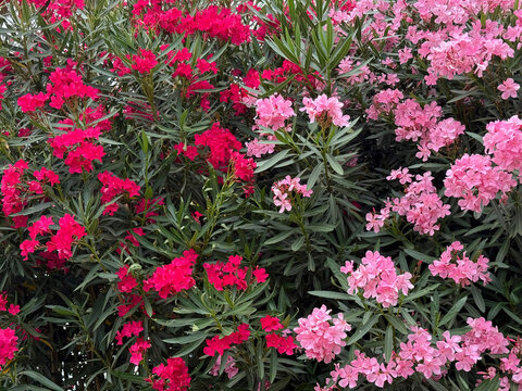 Nerium Oleander blooming pink shrubs.