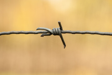 Detailed macro shot of weathered metal barbed wire with sharp barbs in focus against soft blurred warm golden beige background