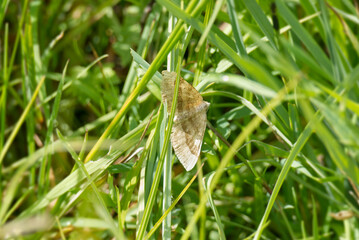 Shaded broad-bar moth (Scotopteryx chenopodiata) sitting on a blade of grass in Rougemont, Switzerland © Janine