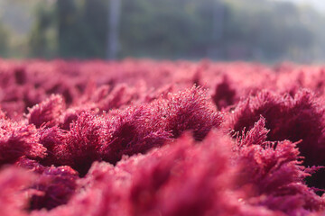 Close-up of red flowers with bokeh light in garden.