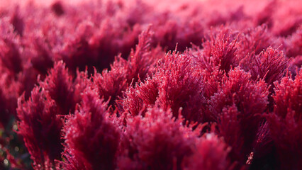 Close-up of red flowers with bokeh light in garden.