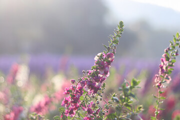 Close-up of Angelonia flowers blooming in garden with sunlight