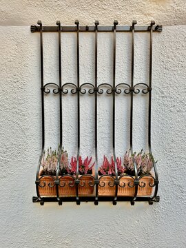 caluna vulgaris flowers colorful