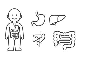 Digestive System Organs and Human Silhouette