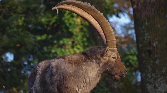 Close up of ibex Capricorn fighting on top of a mountain rock in the forest on a sunny spring day.