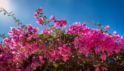 Obraz premium vibrant pink bougainvillea blooms against a bright blue sky evoking a sense of mediterranean charm and summer joy