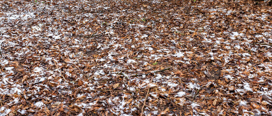 Brown autumn leaves, twigs, and small patches of green vegetation layering the forest floor,...