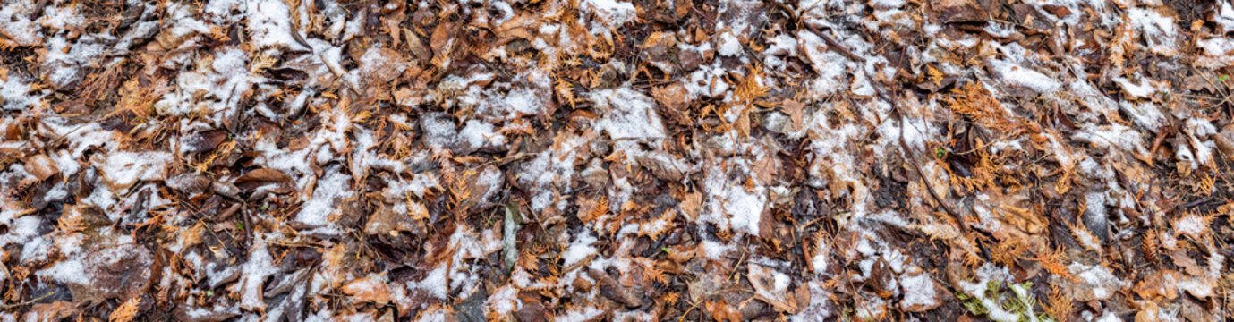 Fallen autumn leaves creating a rustic natural background texture on the forest floor, partially covered by a thin layer of fresh white winter snow, representing seasonal change and transition