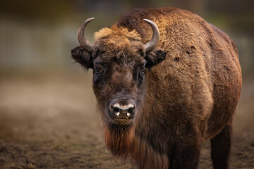 Close-up of a European bison with an intense gaze against a neutral background