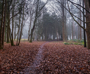 Misty forest trail winding through a carpet of fallen brown autumn leaves, surrounded by bare trees disappearing into a soft, atmospheric fog, capturing a quiet and mysterious mood © Artem