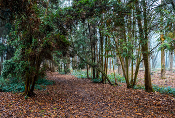 Earthen path covered with dry fallen leaves winding through a dense natural woodland with towering ancient trees and ground foliage on a cool, misty fall morning