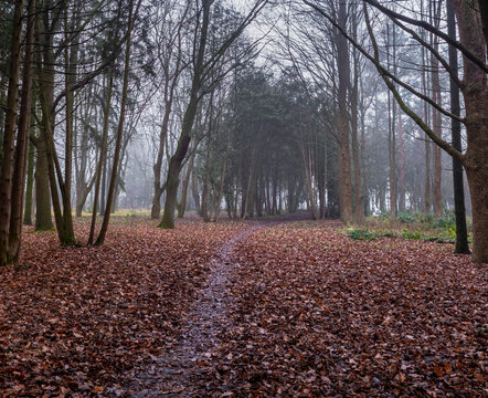 Misty forest trail winding through a carpet of fallen brown autumn leaves, surrounded by bare trees disappearing into a soft, atmospheric fog, capturing a quiet and mysterious mood