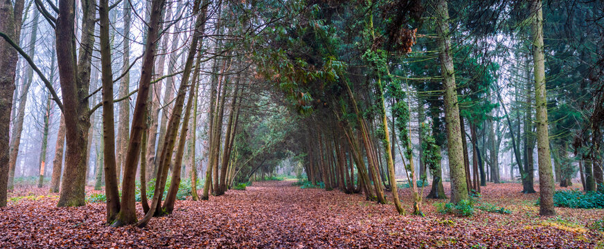 Forest path covered with fallen brown leaves winding through a dense tunnel of trees, enveloped in a thick, mysterious fog, creating a serene and atmospheric natural landscape scene