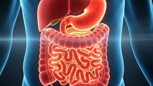Human Digestive System Anatomy Medical Organ Illustration