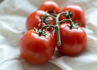 Cluster of ripe red tomatoes still attached to the green vine, photographed in gentle daylight on a...