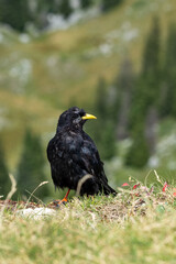 Chocard à bec jaune (Pyrrhocorax graculus)	