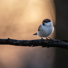 Fototapeta premium Sumpfmeise