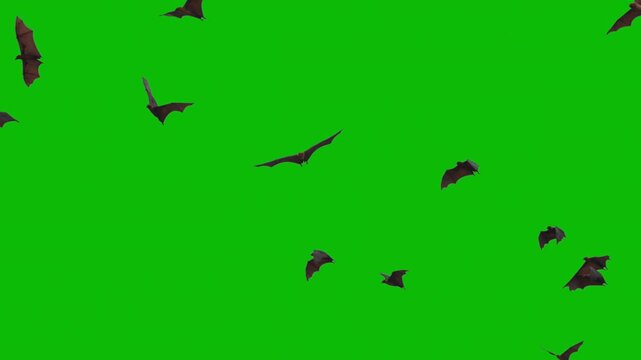 Giant bats isolated on green screen. Indian flying foxes lat. Pteropus medius in Super slow motion flight. Perfect for compositing, VFX, wildlife content, and nature documentary. ProRes 422 video.