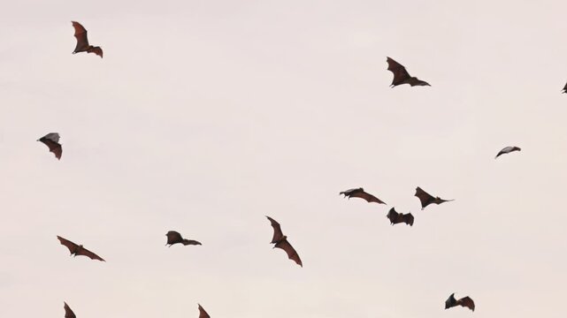 Flying Giant bat, Indian flying foxes lat. Pteropus medius, soaring through the sky at dusk, flight in Super slow motion, wildlife behavior, and dynamic movement for documentaries and nature projects.