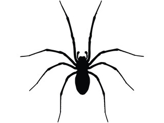 Simple black silhouette of a spider with eight long slender legs