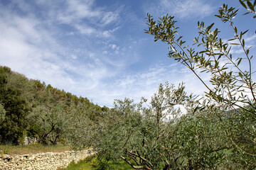 Olive trees of Provence in spring