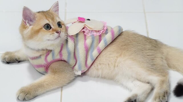 Adorable cat and playful kitten in colorful striped sweaters showcase their cute fur and charming expressions while lying comfortably on tiled floor, perfect pets for any animal lover