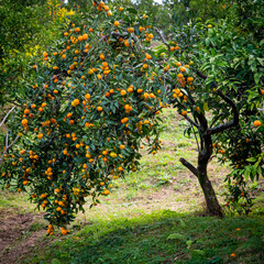Mandarin Orchard with Ripe Orange Fruits