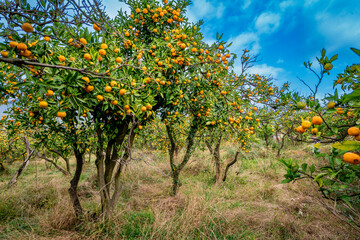 Fototapeta premium Mandarin Orchard with Ripe Orange Fruits