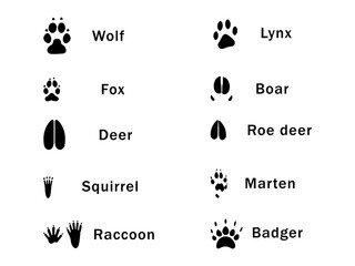 animal paw prints. Different animal tracks with labels displayed on a white background for educational purposes. Vector illustration
