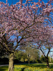 Obraz premium Beautiful sakura tree in the park