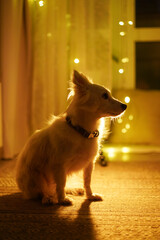 Small fluffy dog sitting gracefully in warm ambient light, surrounded by soft glowing fairy lights, creating a cozy and inviting atmosphere in a home setting. Christmas atmosphere