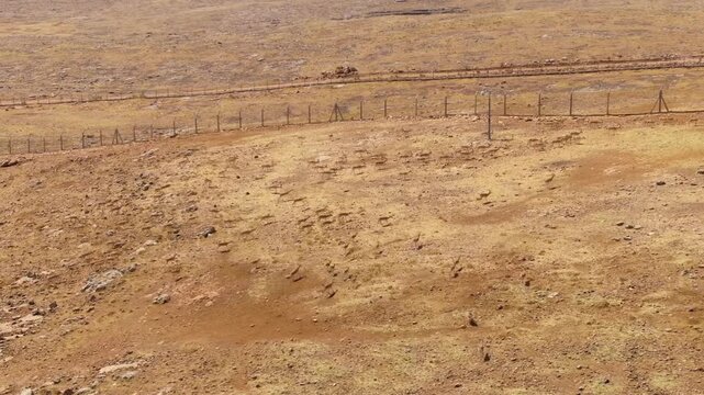 Gazelles under protection running at a breeding station in Şanlıurfa province, Turkey. Gazella subgutturosa. 