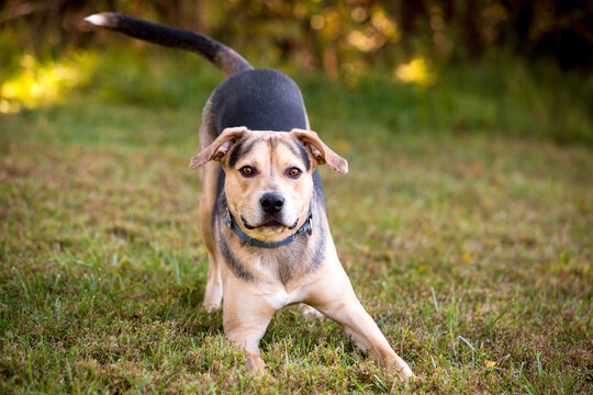 A mixed breed dog stretching in a play bow position