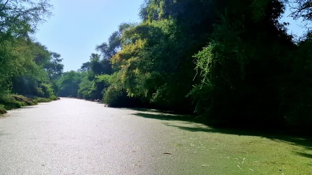 An algae-covered wetland channel curves under bright sunlight, bordered by leafy green trees casting shadows that darken water edges, contrasting open sky, surface growth, and dense forest vegetation 
