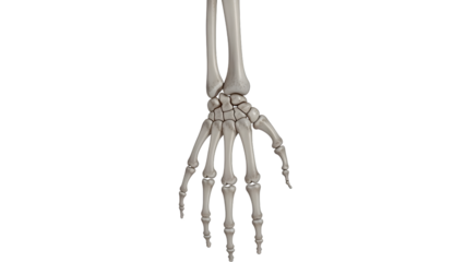 Human skeleton hand with forearm bones isolated on a transparent background anatomy