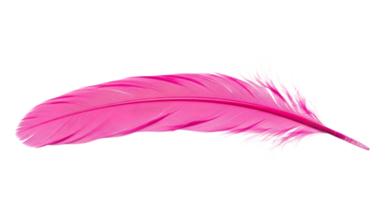 Pink feather with white tips isolated on a transparent background white feather tips single feather hot pink