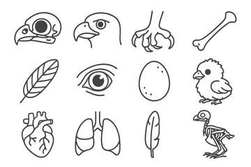 Obraz premium Falcon Anatomy Icons. Line style icons of falcon biology: falcon skull, beak, talon, wing bone; feather detail, eye close-up, egg,