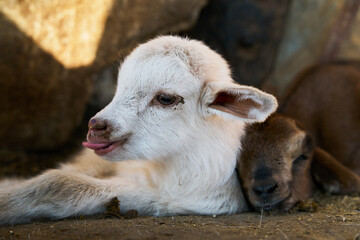 Obraz premium Close-up of white baby goat resting