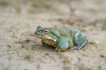 The Colorado River toad (Incilius alvarius), also known as the Sonoran Desert toad, is found in northern Mexico and the southwestern United States.