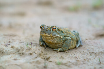 Obraz premium The Colorado River toad (Incilius alvarius), also known as the Sonoran Desert toad, is found in northern Mexico and the southwestern United States.