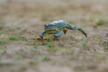 Jumping the Colorado River toad (Incilius alvarius), also known as the Sonoran Desert toad, is found in northern Mexico and the southwestern United States.