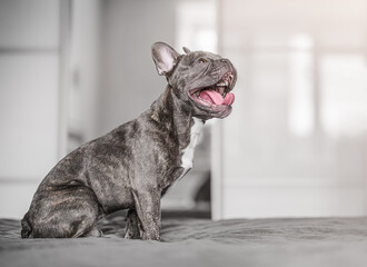 Smiling French bulldog portrait at home with open mouth and joyful surprise.