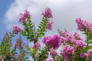 Fototapeta premium Detail of the plant Lagerstroemia crepe myrtle in a Brazilian home garden