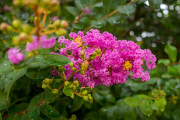 Fototapeta premium Detail of the plant Lagerstroemia crepe myrtle in a Brazilian home garden