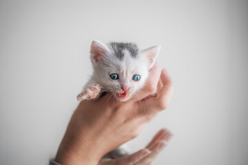 Cute white kitten held in human hands on grey background, symbol of care and tenderness.