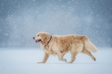 Golden retriever joyfully running in snowy winter wonderland with falling snowflakes.