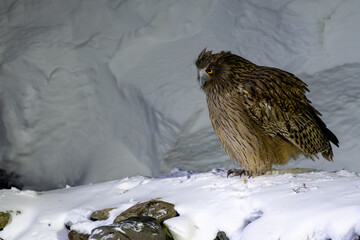 Blakiston's fish owl in Hokkaido / シマフクロウ