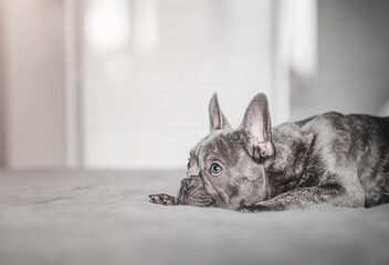 Relaxed French bulldog portrait indoors, lying on bed in a calm, stylish bedroom.